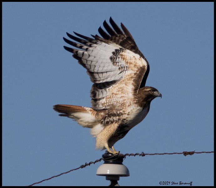 _B210525 red-tailed hawk.jpg